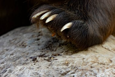 Pençeli bir ayı pençesinin yakın çekimi