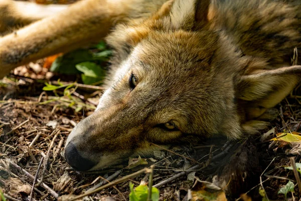 Junger Grauer Wolf Schläft Der Herbstsonne Ein — Stockfoto