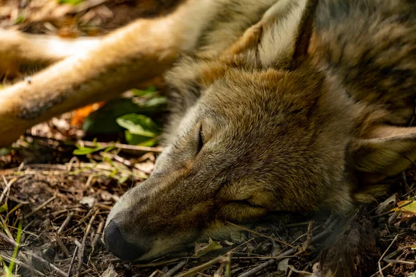 Νέοι Γκρίζοι Λύκοι Κοιμούνται Στον Φθινοπωρινό Ήλιο — Φωτογραφία Αρχείου