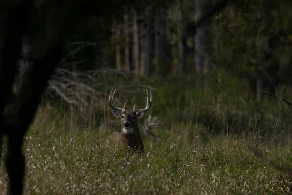 Ein Weißschwanzhirsch Kommt Frühmorgens Vor Sonnenaufgang Auf Eine Wiese — Stockfoto