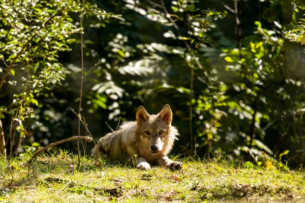 Junger Grauer Wolf Szene Aus Naturschutzgebiet — Stockfoto