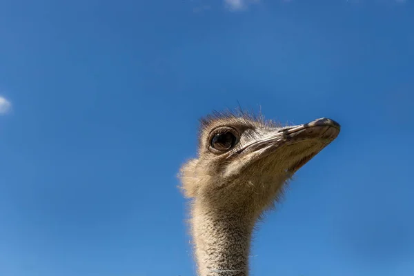 Cabeça Comum Avestruz Struthio Camelus — Fotografia de Stock