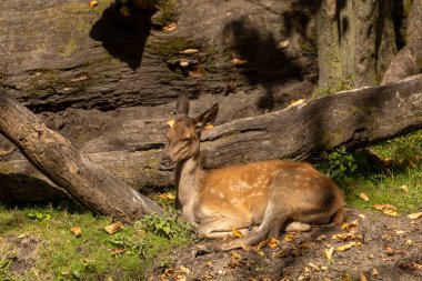 Genç kızıl geyik, ormanlık alanda yavru geyik.