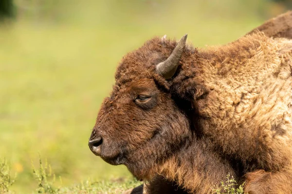 Bisonte Americano Conocido Como Búfalo Prado — Foto de Stock