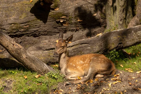 Genç kızıl geyik, ormanlık alanda yavru geyik.