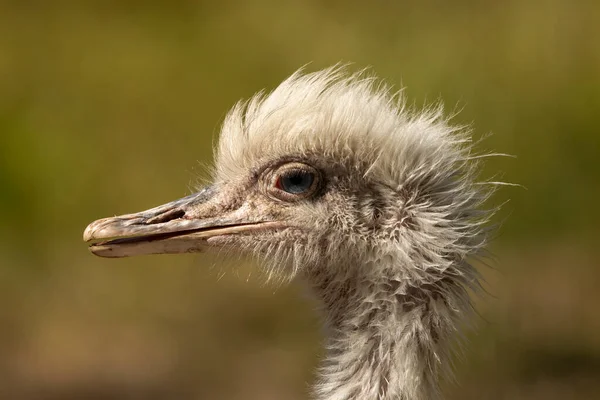 Rheas Struthio Americanus Pták Původem Jižní Ameriky — Stock fotografie