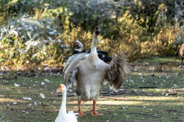 Kahverengi Afrika kazı evcil bir kaz.