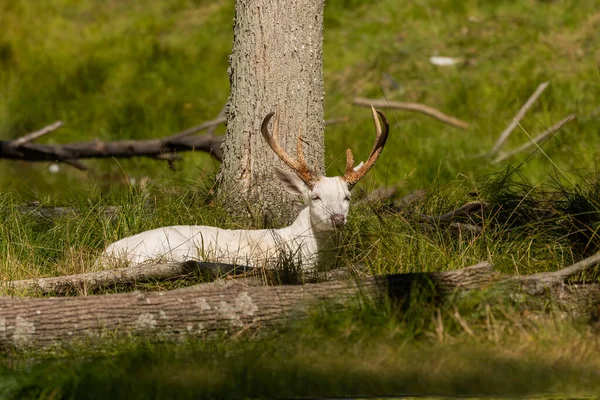 珍しい白い尾の鹿 白い色 森の中に横たわる鹿 — ストック写真