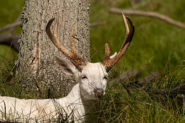 Cerf Virginie Rare Couleur Blanche Cerf Couché Dans Bois — Photo