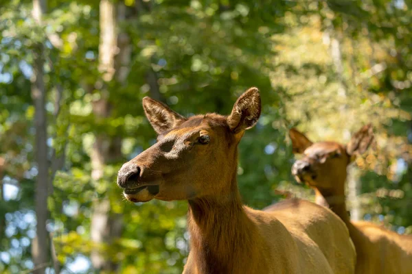 Elk Cervus Canadensis Wapiti Head Female Close — Stock Photo, Image