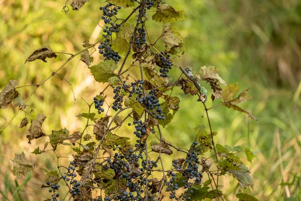 Vid Silvestre Con Uvas Parque Estatal —  Fotos de Stock