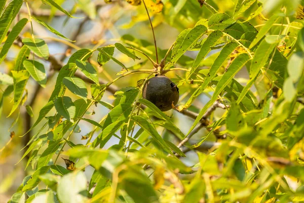 The eastern American black walnut. North American native plant.
