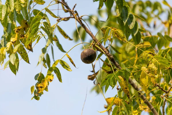 The eastern American black walnut. North American native plant.