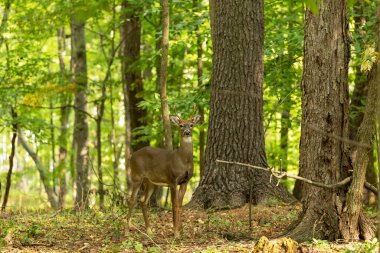 İlk boynuzlu genç beyaz kuyruklu geyik.