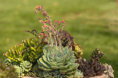 Wisconsin 'deki botanik bahçesindeki sulu bitkiler.