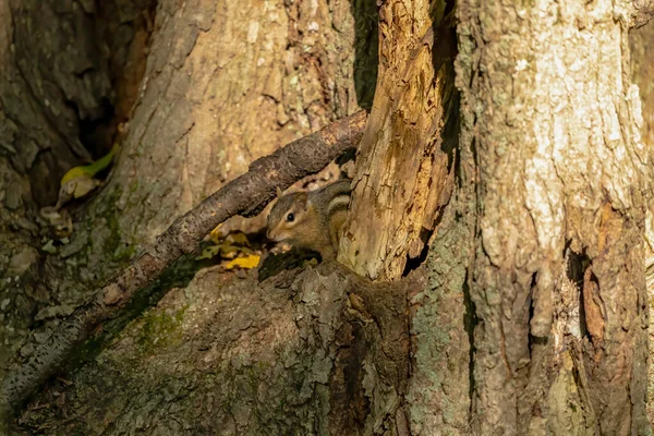 Amerikanisches Streifenhörnchen Tamias Striatus Beobachtet Die Umgebung Von Einem Alten — Stockfoto