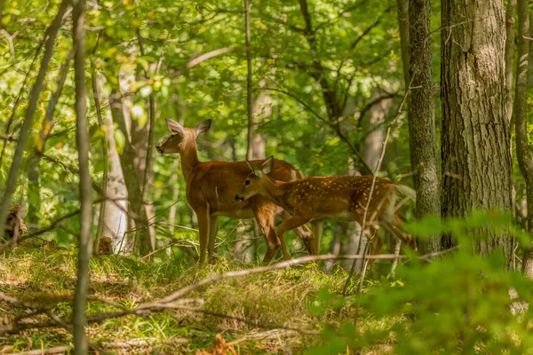 White Tailed Deer Autumn Forest — Stock Photo, Image