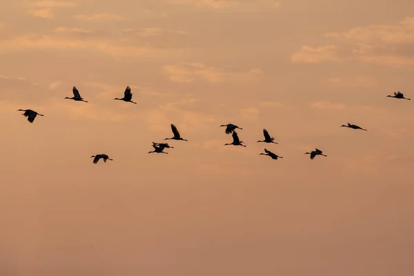 Fliegende Schar Von Sandhügelkranichen Sonnenuntergang — Stockfoto