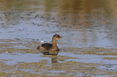 Göl kıyısındaki İskele gagalı Grebe