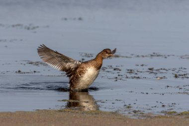 Göl kıyısındaki İskele gagalı Grebe