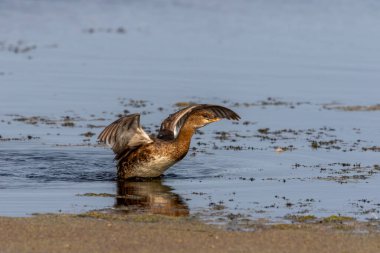 Göl kıyısındaki İskele gagalı Grebe