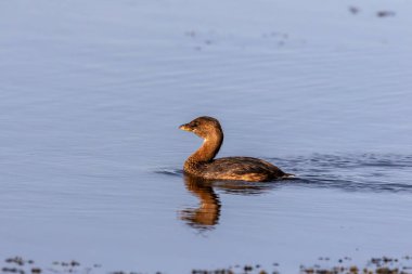 Göl kıyısındaki İskele gagalı Grebe