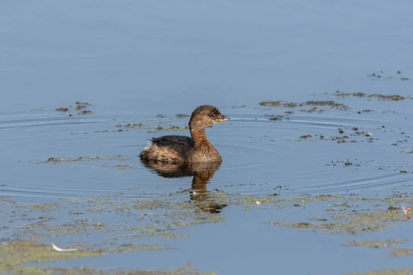 Grèbe Bec Roux Sur Lac — Photo