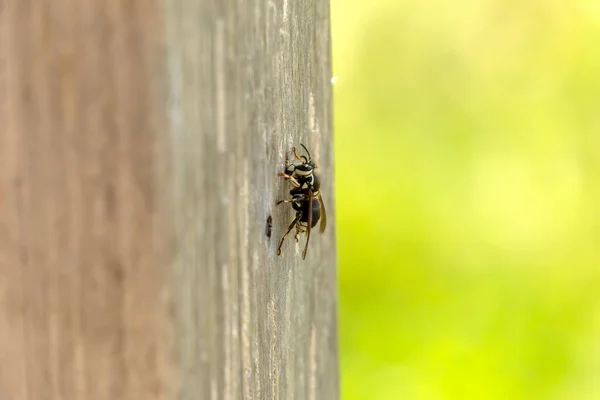 Calabrone Pelato Che Morde Legno Pilastro Del Giardino — Foto Stock