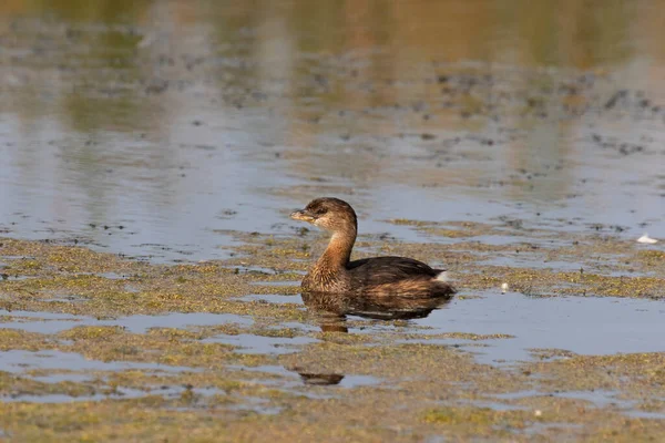 Grebe Pied Faturado Lago — Fotografia de Stock