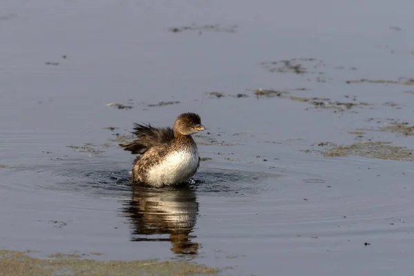 Pied Billed Grebe Jeziorze — Zdjęcie stockowe