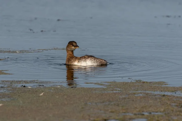 Pied Billed Grebe Jeziorze — Zdjęcie stockowe