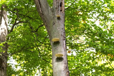 Mantar - sonbahar ormanındaki ölü ya da ölmekte olan bir ağaç gövdesinde mantar