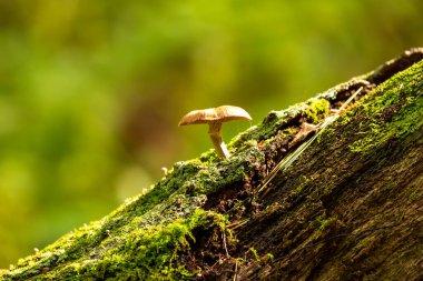 Mantar - sonbahar ormanındaki ölü ya da ölmekte olan bir ağaç gövdesinde mantar