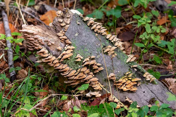 Mantar - sonbahar ormanındaki ölü ya da ölmekte olan bir ağaç gövdesinde mantar