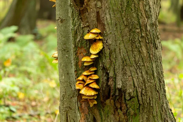 Fungo Cogumelo Tronco Árvore Morto Moribundo Uma Floresta Outono — Fotografia de Stock
