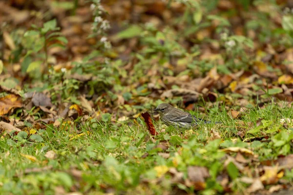 Vogel Sparrow Het Herfstbos — Stockfoto