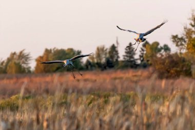 Çayıra kum tepesi vinçleri iniyor.