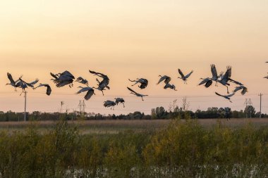 Kum tepesi vinci sürüsü uçuyor
