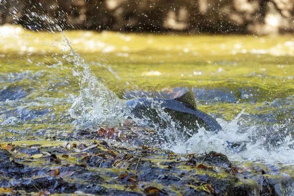 Salmão Chinook Também Conhecido Como Rei Salmão Retornando Aos Seus — Fotografia de Stock