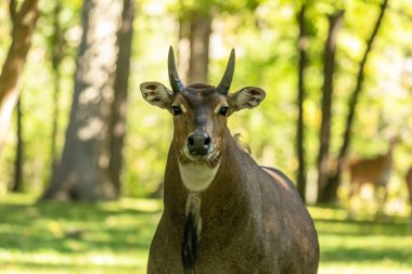 Nilgai veya Blue Bull, Asya 'nın en büyük antilopudur. 