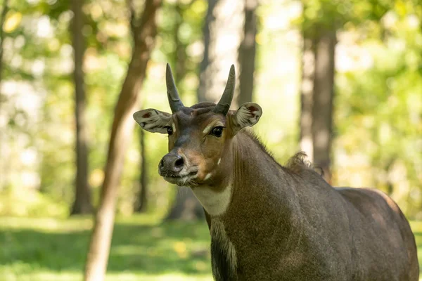 Nilgai Veya Blue Bull Asya Nın Büyük Antilopudur — Stok fotoğraf