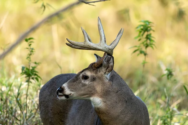 牧場の古い白い尾の鹿 — ストック写真