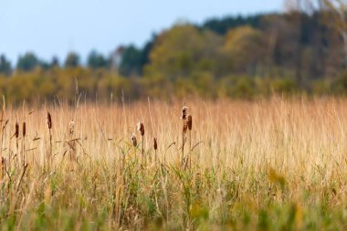 Islak bir çayırda büyüyen kuyruklar