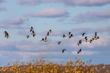 Göç eden kaz sürüsü. İngilizce adı: Bu tür Büyük Beyaz Önlü Kazlar