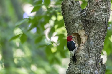Yuva kurma mevsiminde kızıl başlı ağaçkakan (Melanerpes erythrocephalus)