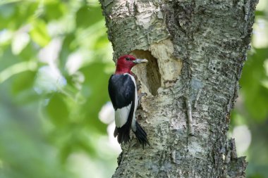 Yuva kurma mevsiminde kızıl başlı ağaçkakan (Melanerpes erythrocephalus)