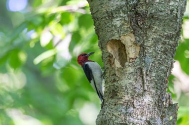 Yuva kurma mevsiminde kızıl başlı ağaçkakan (Melanerpes erythrocephalus)