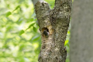Yuva kurma mevsiminde kızıl başlı ağaçkakan (Melanerpes erythrocephalus)
