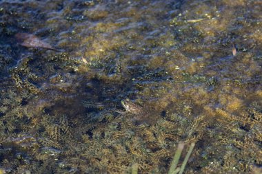 Yeşil kurbağa - Lithobates clamitans (Rana Clamitans). Farklı yerlerden ve farklı zaman dilimlerinden gelen bir dizi yeşil kurbağa fotoğrafı. Yeşil kurbağa, erkeğin üreme mevsiminde sarı boğazı vardır..