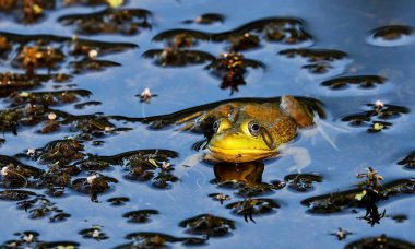 Yeşil kurbağa - Lithobates clamitans (Rana Clamitans). Farklı yerlerden ve farklı zaman dilimlerinden gelen bir dizi yeşil kurbağa fotoğrafı. Yeşil kurbağa, erkeğin üreme mevsiminde sarı boğazı vardır..